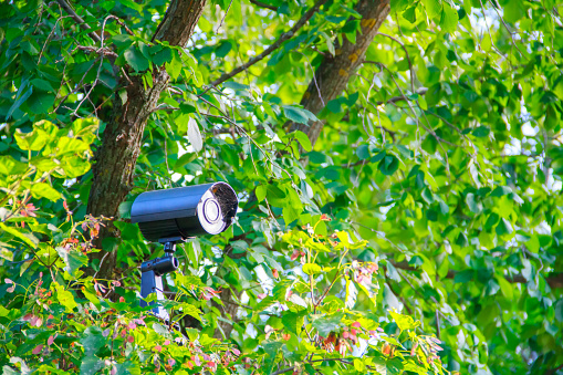 Hidden black metal street security video camera with back light and cobweb on bracket in green bushes on the background of trees.