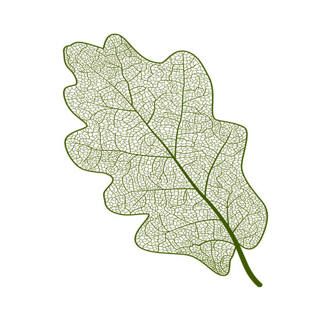illustrazioni stock, clip art, cartoni animati e icone di tendenza di quercia vena fogliare. - leaf vein