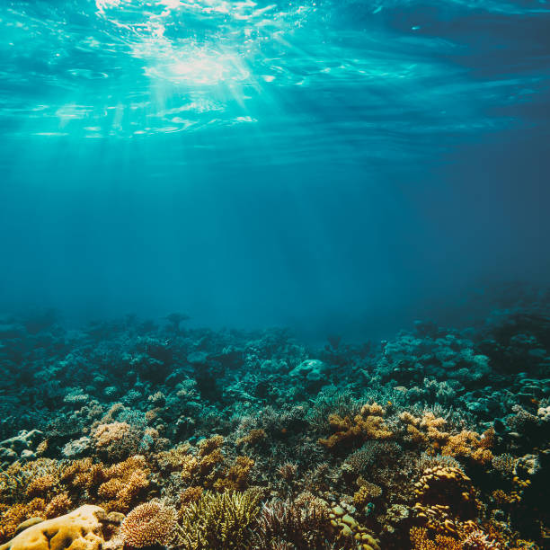 istock Underwater coral reef on the red sea 1128028976