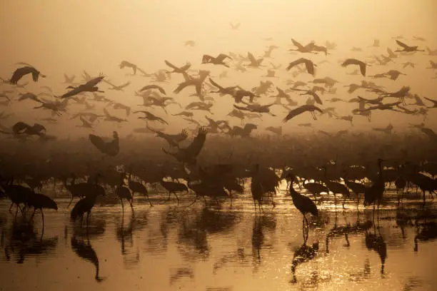 A flock of Migratory birds on the lake ,Around the fog and twilight, Lake reflects birds , All around in bright red and orange tones
