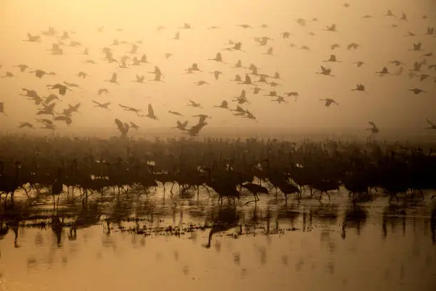 A flock of Migratory birds on the lake ,Around the fog and twilight, Lake reflects birds , All around in bright red and orange tones