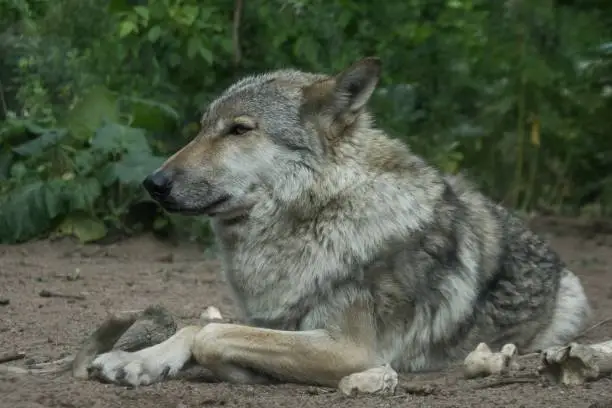 Gray wolf lying in the forest
