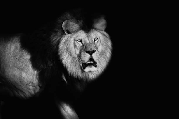istock Lion in black and white colours 1128030015