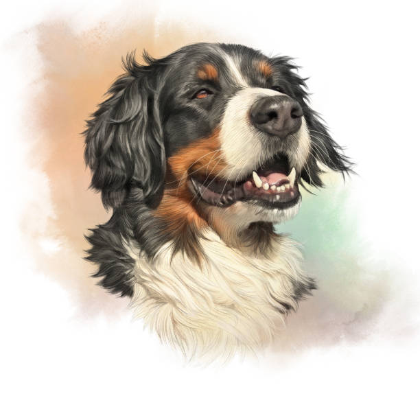 ilustraciones, imágenes clip art, dibujos animados e iconos de stock de bernese mountain dog. - paint can