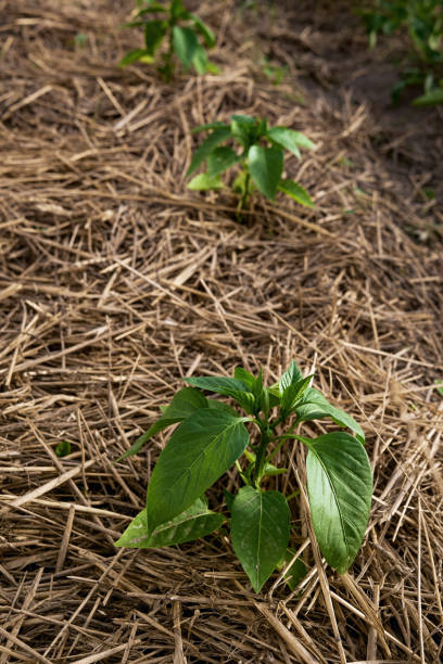 istock Greenhouse with pepper plants covering with mulch 1128030566
