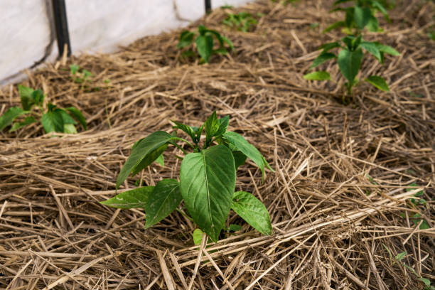 invernadero con plantas cubriendo con pajote - greenhouse pepper vegetable garden agriculture fotografías e imágenes de stock