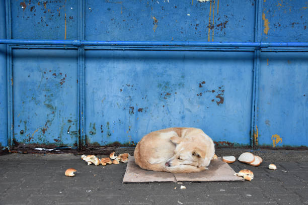 Homeless dog stock photo