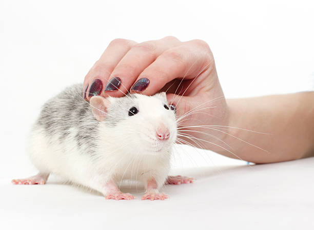 29,964 Pet Rat Stock Photos, Pictures & Royalty-Free Images - iStock |  Woman pet rat, Cute pet rat