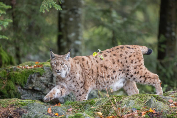 istock eurasian lynx in Bavaria 1128031887