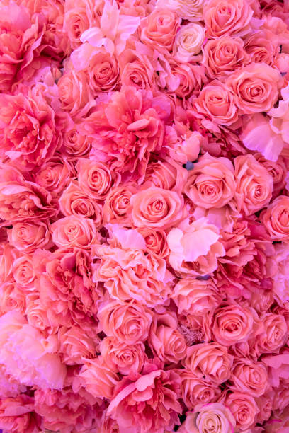 istock Soft coral pink color Roses Background 1128033464