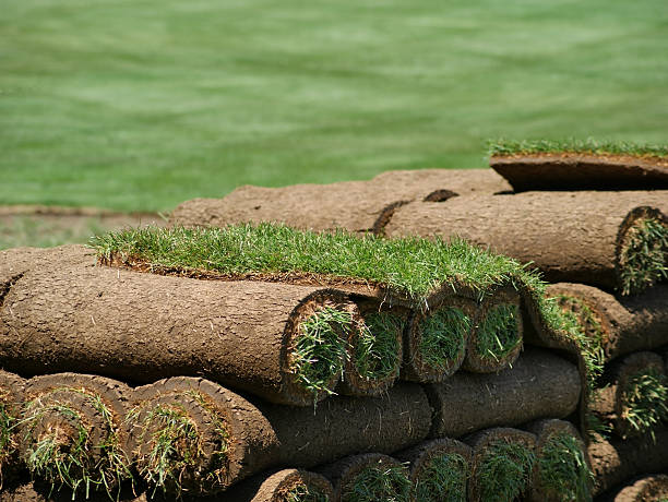 istock Rolls of Sod on a Turf Farm 112803351
