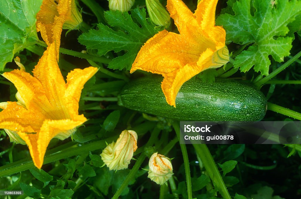 De moelle osseuse - Photo de Courgette libre de droits