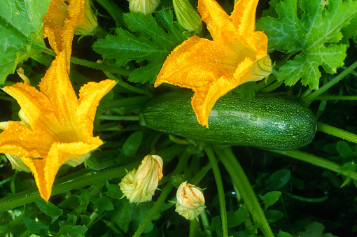 Courgette with fruits, flowers and leaves growing on the land