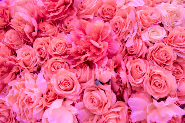 istock Soft coral pink color Roses Background 1128033618