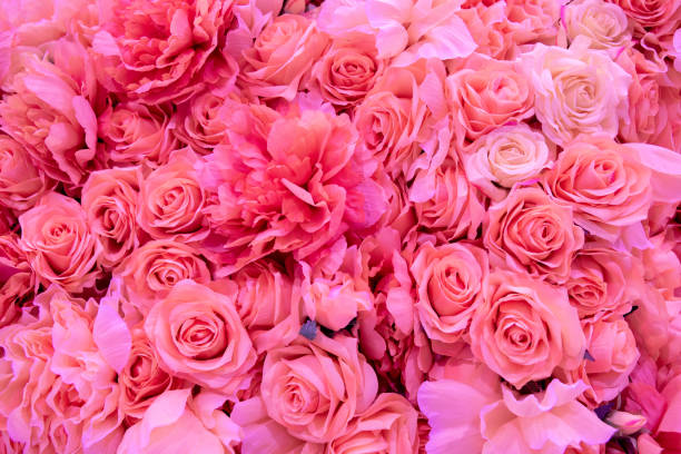 istock Soft coral pink color Roses Background 1128033622