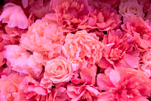 istock Soft coral pink color Roses Background 1128033735