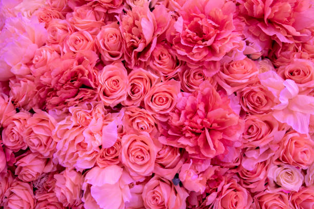 istock Soft coral pink color Roses Background 1128033740