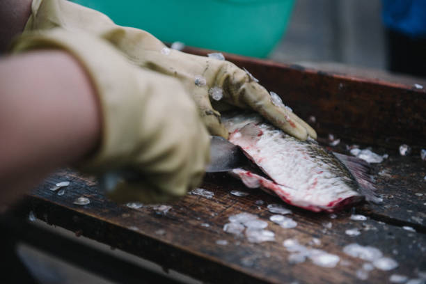 istock Cutting and cleaning fish with a knife on the cutting table 1128035504