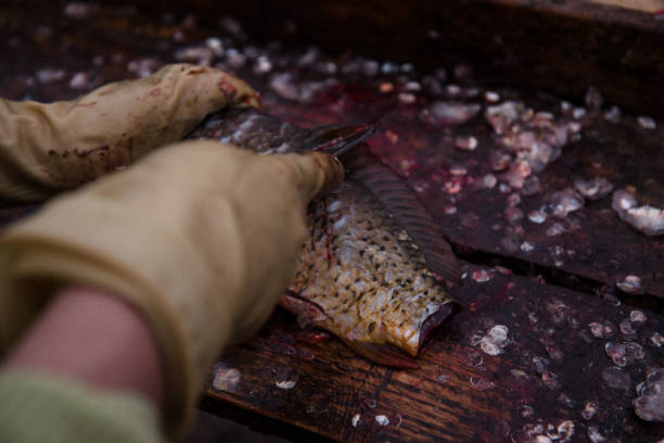 istock Cutting and cleaning fish with a knife on the cutting table 1128035749