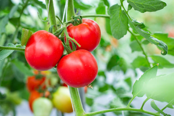 Organic tomatoes in farm Organic tomatoes in farm vine tomatoes stock pictures, royalty-free photos & images