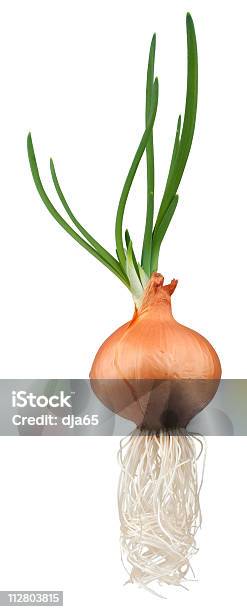 Onion - タマネギのストックフォトや画像を多数ご用意 - タマネギ, 白背景, 成長