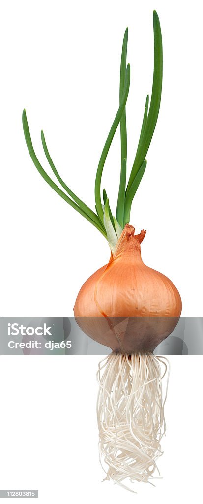 Лук-овощ - Стоковые фото Белый фон роялти-фри