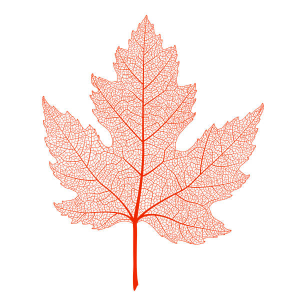 illustrazioni stock, clip art, cartoni animati e icone di tendenza di vena fogliare, acero. - maple leaf close up symbol autumn