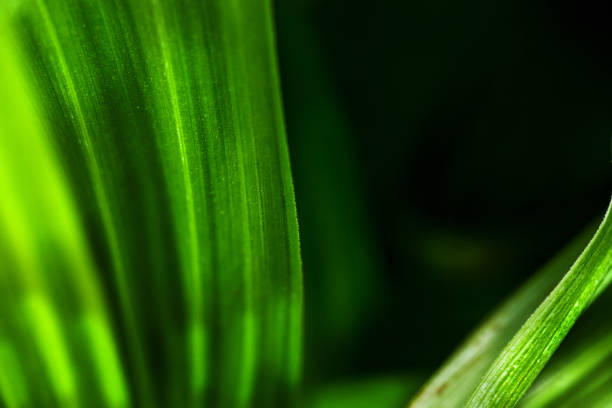 istock Texture  large leaves of a green flower 1128039425
