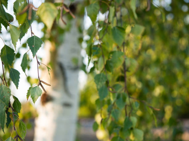 betula pendula (betulla argentata, betulla verruca, betulla bianca europea) - betulla dargento foto e immagini stock