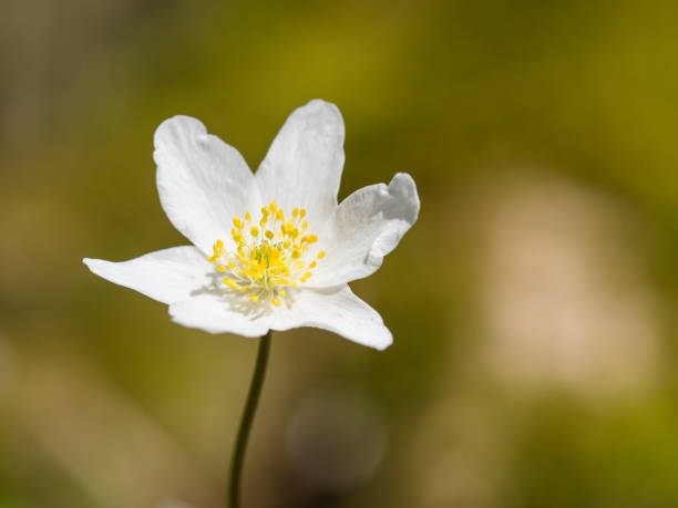 istock Anemone nemorosa - spring flower blooming in the forest 1128040388
