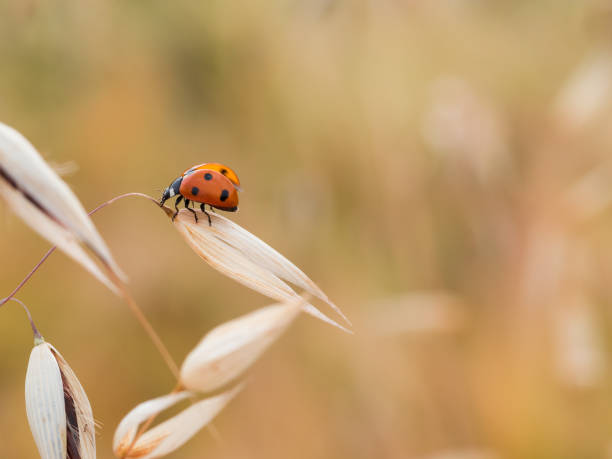 The seven-spot ladybird (Coccinella septempunctata) OLYMPUS DIGITAL CAMERA seven spot ladybird stock pictures, royalty-free photos & images