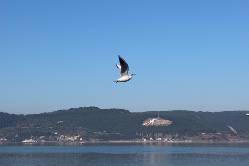 white seagull flying over blue sea