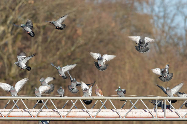 A flock of feral pigeons are Landkind