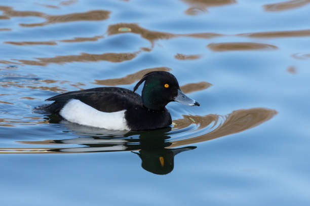 istock Swimming male tufted duck 1128040946