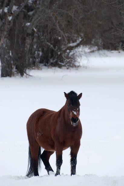 istock Brown horse in landscape with snow 1128041004