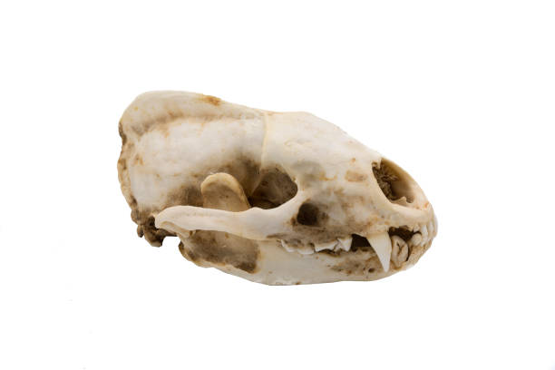 istock European badger, Meles meles, mammalian skull 1128041600
