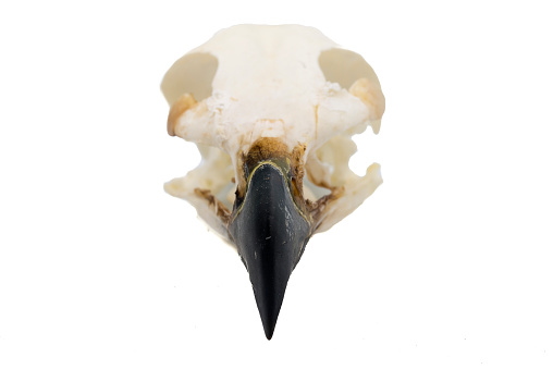 Golden Eagle (Aquila chrysaetos) Bird skull with white background