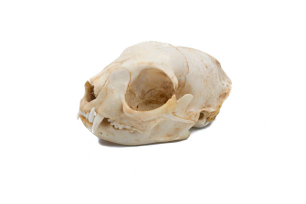 istock European wildcat (Felis silvestris), mammalian skull 1128041627
