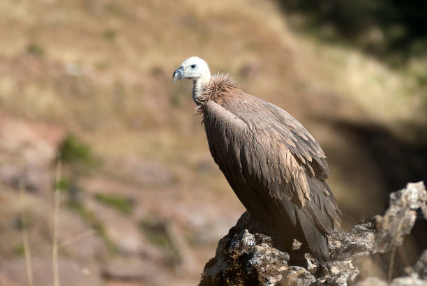 istock Griffon Vulture (Gyps fulvus) resting on the rock 1128041701