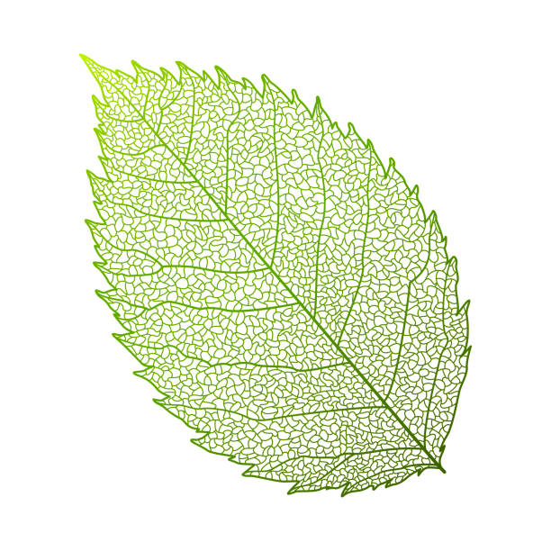 żyła liściowa, róża. - leaf vein stock illustrations