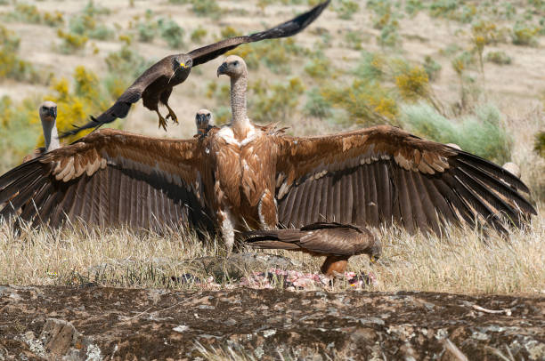 istock Griffon Vulture (Gyps fulvus) with open wings beginning to eat 1128041714