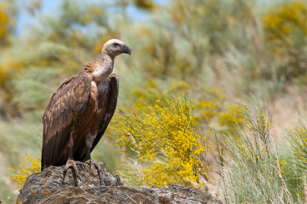 istock Group of Griffon Vulture (Gyps fulvus) perched on rocks with yellow flowers 1128041798