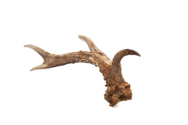 istock Roe deer (Capreolus capreolus), adult male horns with white background 1128041845