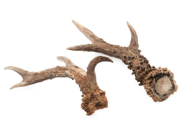 istock Roe deer (Capreolus capreolus), adult male horns with white background 1128041849