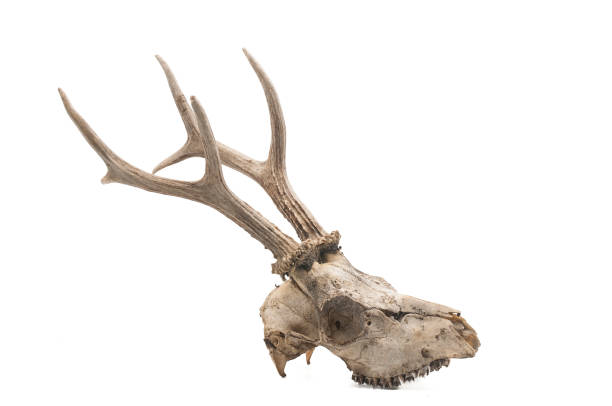 Roe deer (Capreolus capreolus), mammal skull and horns, white background stock photo