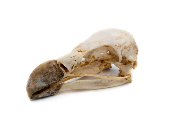 istock Griffon Vulture (Gyps fulvus), bird skull with white background 1128041866