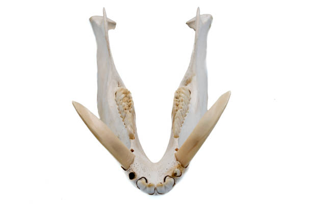 istock Wild Boar, Sus Scrofa, Mammal Skull, Jaw and Fangs 1128041905