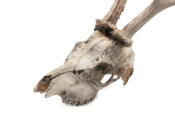 istock Roe deer (Capreolus capreolus), mammal skull and horns, white background 1128041908