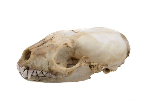 istock Stone marten, Martes foina, mammalian skull 1128041914
