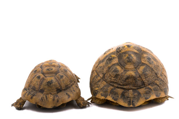 istock Spur thighed turtle (Testudo graeca) and Hermann's tortoise (Testudo hermanni), back to back with white background 1128041931